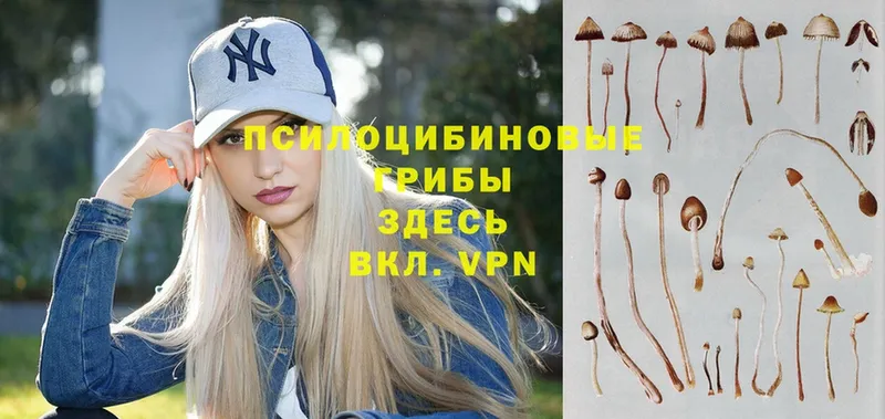 Псилоцибиновые грибы Psilocybine cubensis  Омск 